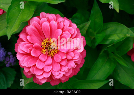 Zinnia elegans 'Thumbelina' Banque D'Images