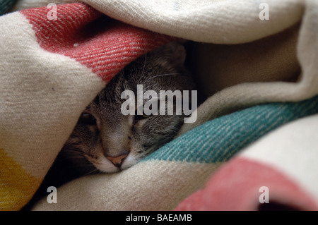 Oni un enfant de huit ans a sauvé les cheveux courts cat burrows sous les couvertures Banque D'Images