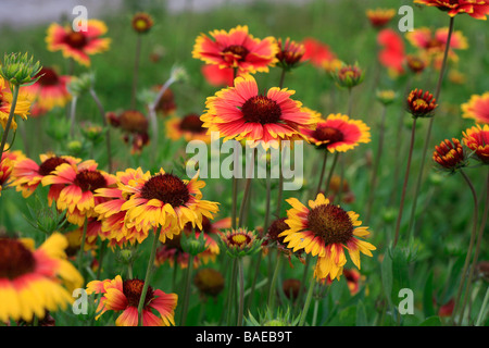 Gaillardia aristata Goblin Banque D'Images