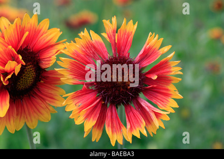 Gaillardia aristata Goblin Banque D'Images