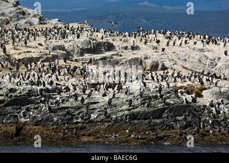 Le roi cormorans sur l'Isla de los lobos, Canal de Beagle, Tierra del Fuego, Ushuaia, Argentine. Banque D'Images