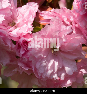 Gros plan du Fleur de cerisier Rose Fleurs dans un jardin de Cheshire England Royaume-Uni UK Banque D'Images