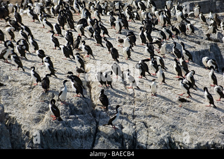 Le roi cormorans sur l'Isla de los lobos, Canal de Beagle, Tierra del Fuego, Ushuaia, Argentine. Banque D'Images