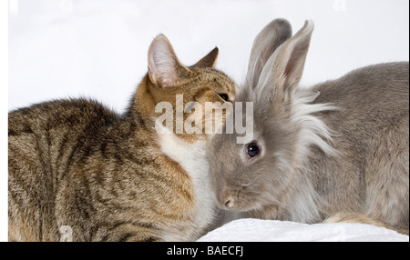 Portrait de jeunes croix lapin gris de lionhead et tabby chat jouant Banque D'Images