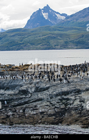 Le roi cormorans sur l'Isla de los lobos, Canal de Beagle, Tierra del Fuego, Ushuaia, Argentine. Banque D'Images