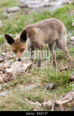 Le renard roux Vulpes vulpes sentir un crâne parc national d'Ordesa la province d'Huesca Aragon Pyrénées espagnoles Banque D'Images