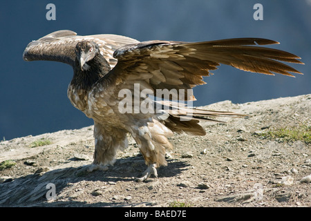 Gypaète eagle lic) Pyrénées espagnoles Banque D'Images