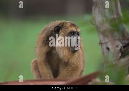 Jeune Noir Singe hurleur Alouatta caraya Mato Grosso au Brésil Banque D'Images