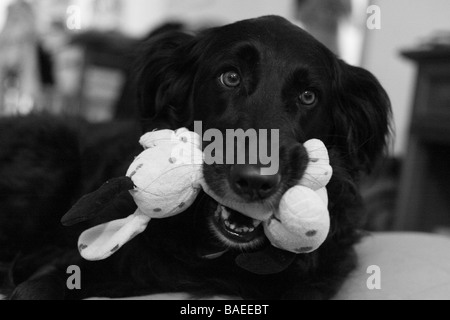 Portrait d'un chien avec un jouet dans la bouche en noir et blanc Banque D'Images