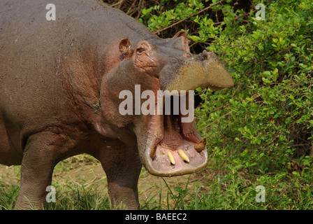 - Hippopotame Hippopotamus amphibus Banque D'Images