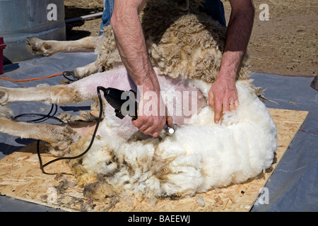 USA Un mouton 12818 cisaille la laine sur un grand mouton sur une ferme près de Bend Oregon au printemps Banque D'Images