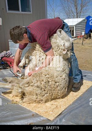 USA Un mouton 12818 cisaille la laine sur un grand mouton sur une ferme près de Bend Oregon au printemps Banque D'Images