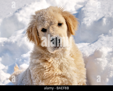 Golden Retriever chiot âgé de 3 mois dans la neige qu'il a été exécuté et jouer dans la neige et a la neige sur son visage. Banque D'Images