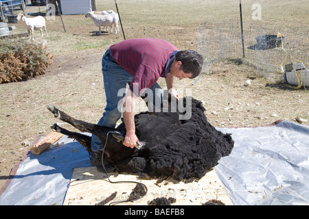 USA Un mouton 12818 cisaille la laine sur un grand mouton sur une ferme près de Bend Oregon au printemps Banque D'Images