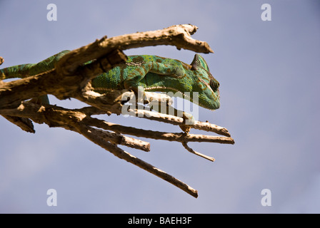 Sur branch caméléon Banque D'Images