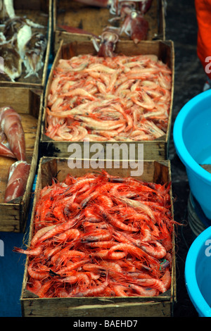 Marché de poissons à Catania Banque D'Images