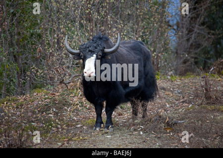 Yak debout face à nez blanc en fourrure noire Montagne Forêt près de Wangdu Bhoutan 91529 Bhutan-Yak horizontal Banque D'Images