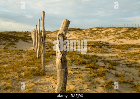 Mexique Todos Santos barbelés sur les dunes de sable le long de la plage de l'océan Pacifique, la protection de l'aire de nidification des tortues de mer Banque D'Images