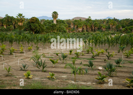 Mexique Todos Santos petite et moyenne taille de palmiers et plantes en pépinière sur le terrain agricole irriguée Banque D'Images