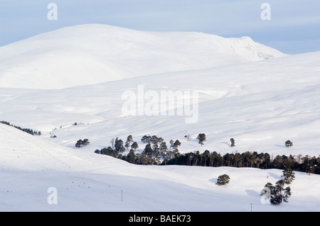 Les Cairngorms, l'Écosse, montrant une Bhuird Beinn et vieille forêt de pins sylvestres calédonien dans Glen Quoich. Banque D'Images