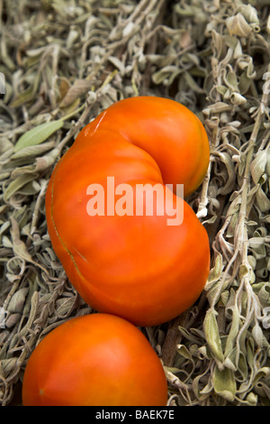 Todos Santos AU MEXIQUE éventaire la vente de fruits et légumes biologiques dans les petites ville mexicaine heirloom tomatoes on sauge séchée Banque D'Images