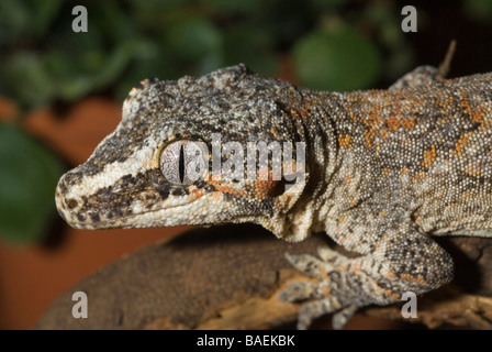 Gecko Rhacodactylus auriculatus, gargouille, Gekkonidae, Nouvelle Calédonie Banque D'Images