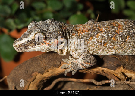 Gecko Rhacodactylus auriculatus, gargouille, Gekkonidae, Nouvelle Calédonie Banque D'Images