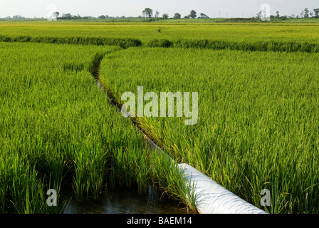 Champ de riz dans la région du delta de l'Arkansas Banque D'Images