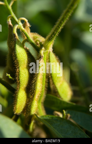 Le soja à partir d'un champ de soya dans la région du delta de l'Arkansas Banque D'Images