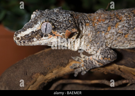 Gecko Rhacodactylus auriculatus, gargouille, Gekkonidae, Nouvelle Calédonie Banque D'Images