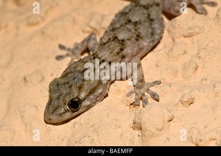 Gecko Tarentola mauritanica, mauresque, l'île de Capraia, Toscane, Italie Banque D'Images