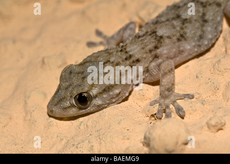 Gecko Tarentola mauritanica, mauresque, l'île de Capraia, Toscane, Italie Banque D'Images