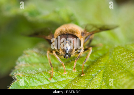 Tête vue rapprochée de l'abeille imiter Eristalis pertinax hoverlfy (Diptera : Syrphidae) Banque D'Images