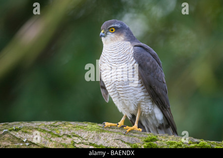 Femelle adulte (eurasienne Accipiter nisus) perché sur un journal Banque D'Images