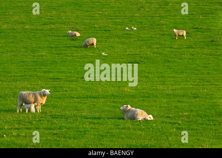 Agneaux et moutons paissant dans un champ près de Graffham dans les South Downs West Sussex England UK Banque D'Images