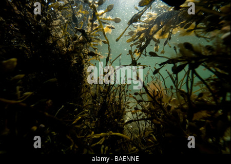 Alges marines Brown, sous-marine de la côte ouest de la Suède. Banque D'Images