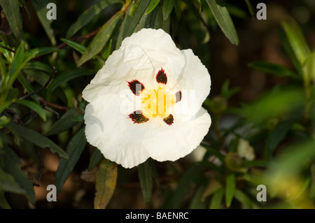 Gum Gomme Ciste Cistus Cistus ladanifer Estrémadure Espagne Banque D'Images