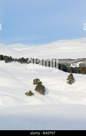 Les Cairngorms à l'embouchure de Glen Quoich, depuis le sud, montrant des vestiges de forêt de pin sylvestre calédonien, Pinus sylvestris. Banque D'Images