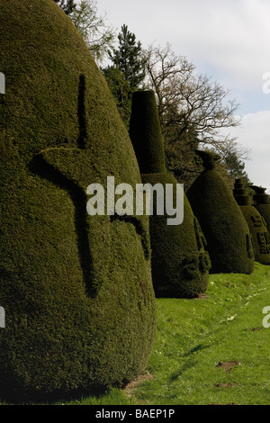 Clipsham, Yew Tree avenue à Rutland montre l'art de topiary Banque D'Images