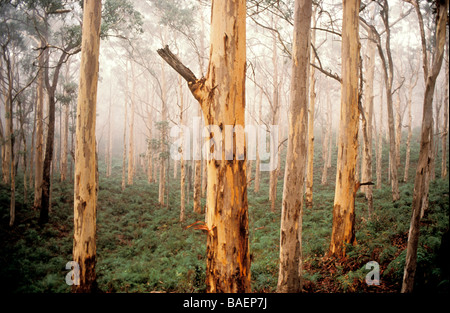 Karri Forest Margaret River Australie l'Australie Occidentale Banque D'Images