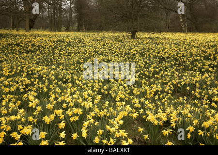 Les jonquilles sauvages Narcissus pseudonarcissus de Farndale Banque D'Images