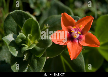 Anagallis arvensis Mouron rouge, Banque D'Images