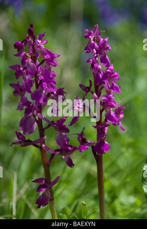 ORCHIS MASCULA, L'Orchidée pourpre. Banque D'Images