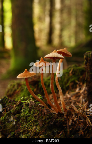 Quatre grands champignons poussant sur une vieille souche d'arbre dans les bois Limousin France Banque D'Images