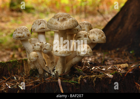 Un bouquet de champignons blancs sur une souche dans les bois Limousin France Banque D'Images