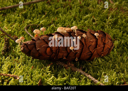 Une colonie de minuscules champignons poussant sur un cône de sapin sur le plancher de bois Limousin France Banque D'Images