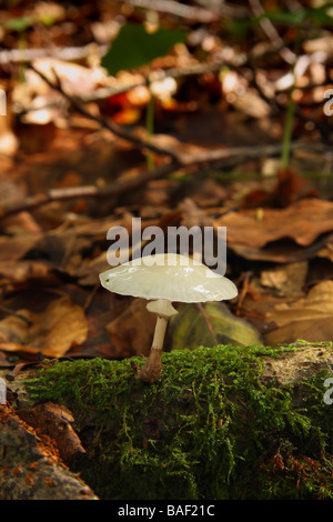 Un petit champignon de porcelaine Oudemansiella mucida croissant sur une branche tombée dans un bois Limousin France Banque D'Images