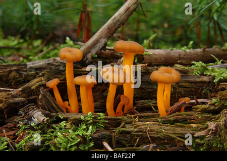 Un petit groupe d'orange jaune champignons poussant sur le bois pourri Limousin France Banque D'Images