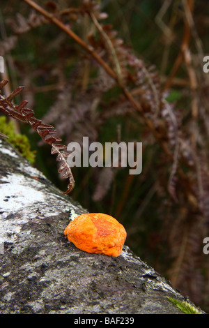 Un slime orange champignon poussant sur un arbre tombé Silver Birch Limousin France Banque D'Images