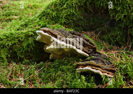 Deux support woody champignons poussant sur une vieille souche d'arbre couverts de mousse Limousin France Banque D'Images
